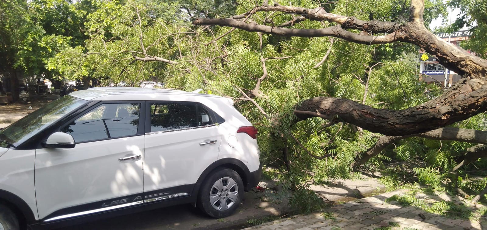 Chandigarh Tree Fell Incident Again