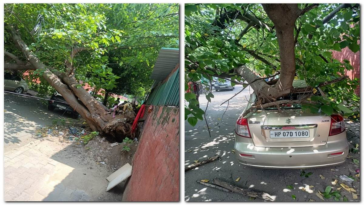 Tree Fell in Chandigarh 