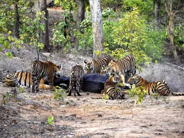 MP Mausi Tigress