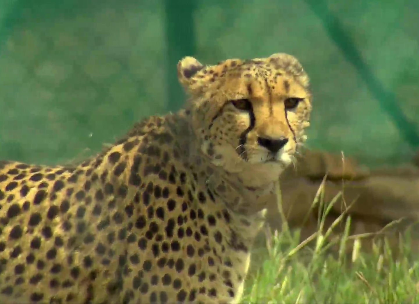 8 Cheetahs Releases In MP Kuno National Park