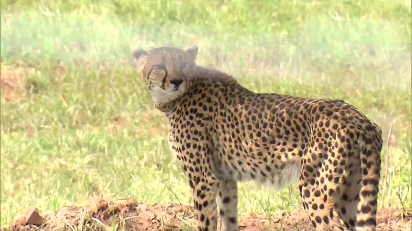 8 Cheetahs Releases In MP Kuno National Park