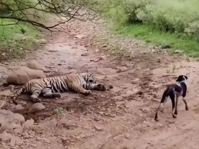 Tiger and Dog Fight Video Viral