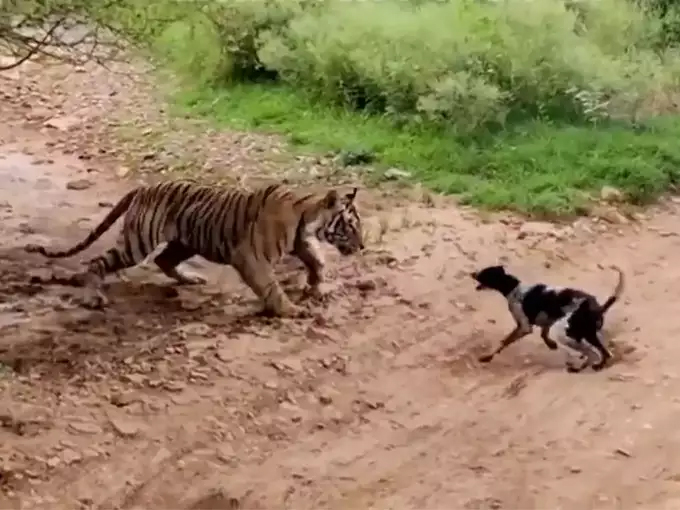 Tiger and Dog Fight Video Viral