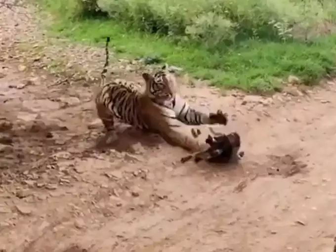 Tiger and Dog Fight Video Viral