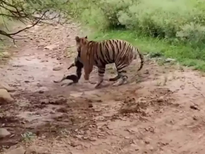 Tiger and Dog Fight Video Viral