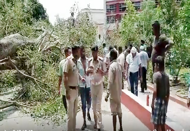 Tree fell in private school Chandigarh