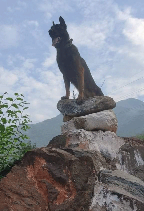 Army Assault Dog Zoom Fight With Terrorists