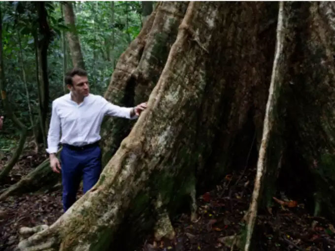 700 Years Old Tree Alives President Emmanuel Macron