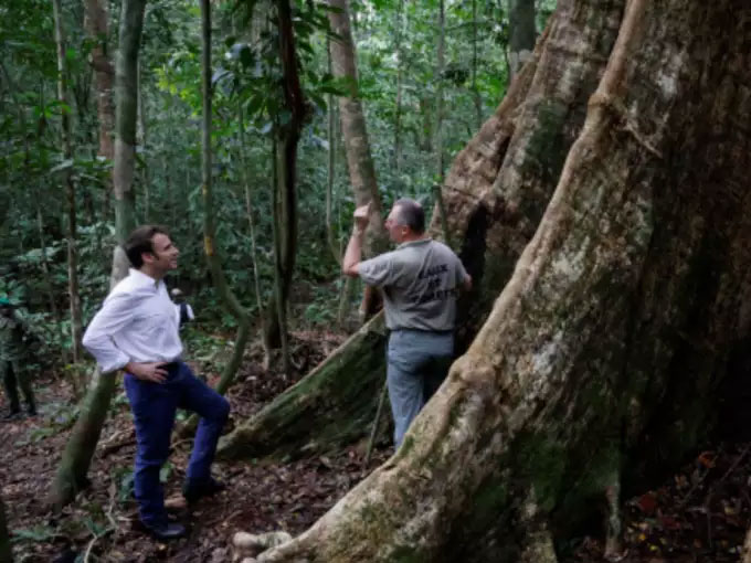 700 Years Old Tree Alives President Emmanuel Macron