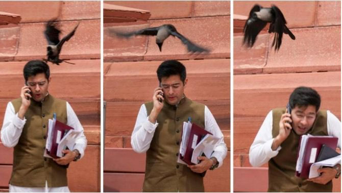 AAP MP Raghav Chadha Crow Attack