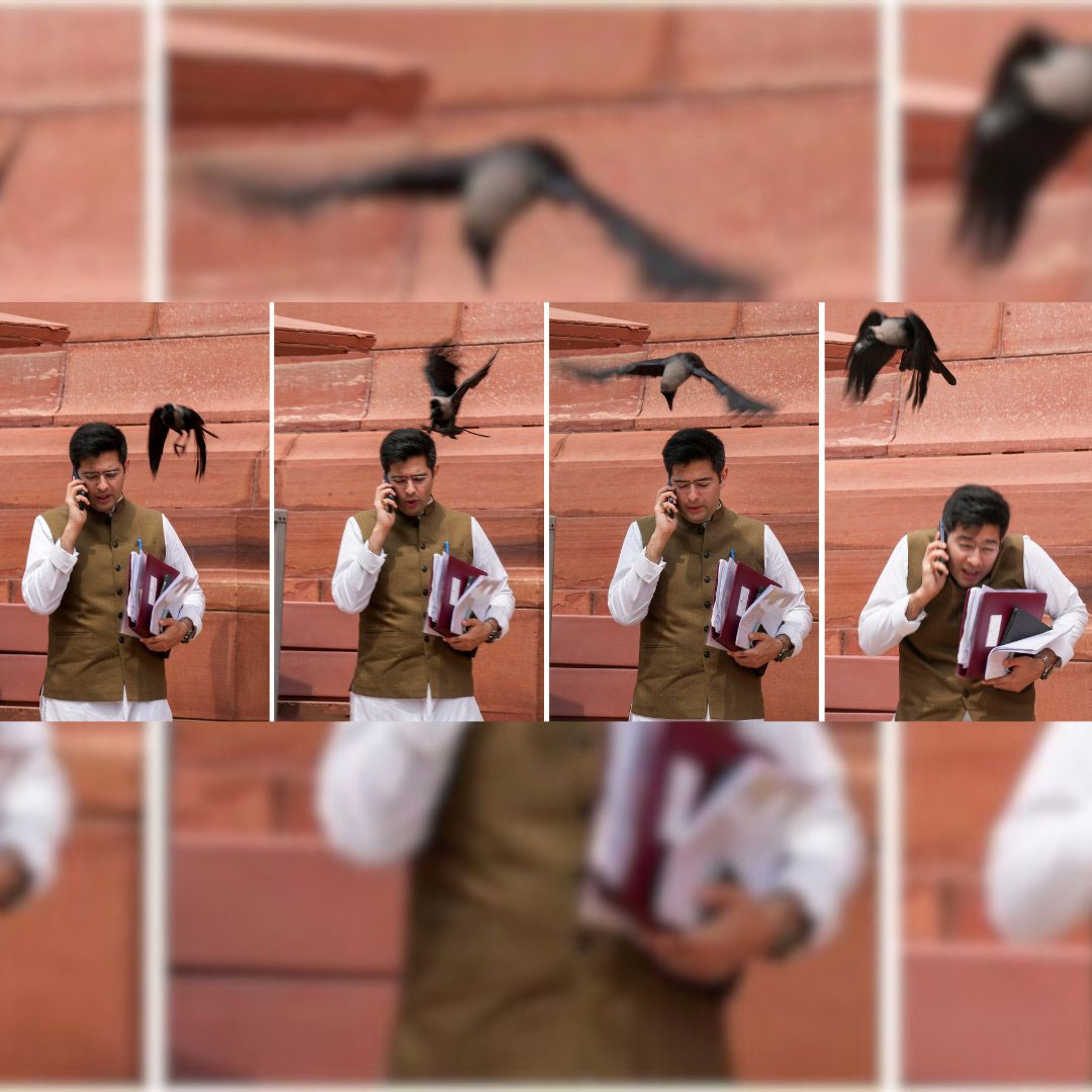 AAP MP Raghav Chadha Crow Attack