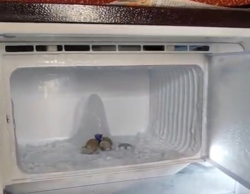 Agra Ice Shivaling in Fridge People Worshipping Viral Video
