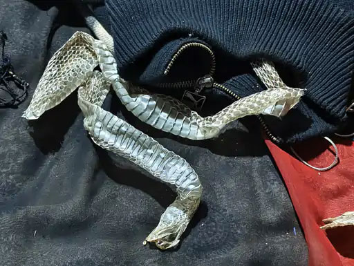 Auraiya Girl Nagin Story Who Put Snake Skin on Bed And Run Away