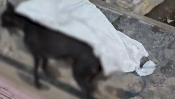 Haryana Panipat Dog Dies After Bites Man Viral News