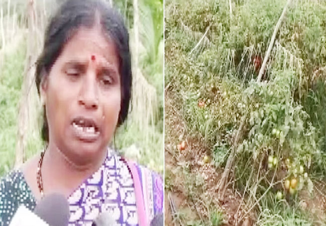 Karnataka Tomatoes Stolen News