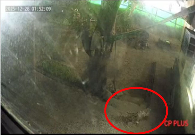 Leopard Seen Again in Panchkula