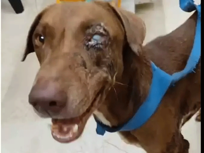   Mumbai Dog Acid Attack