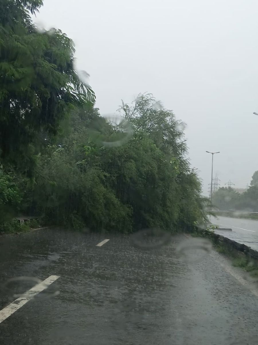 Panchkula Heavy Rain Tree Falls Roads Closed Traffic Diversion
