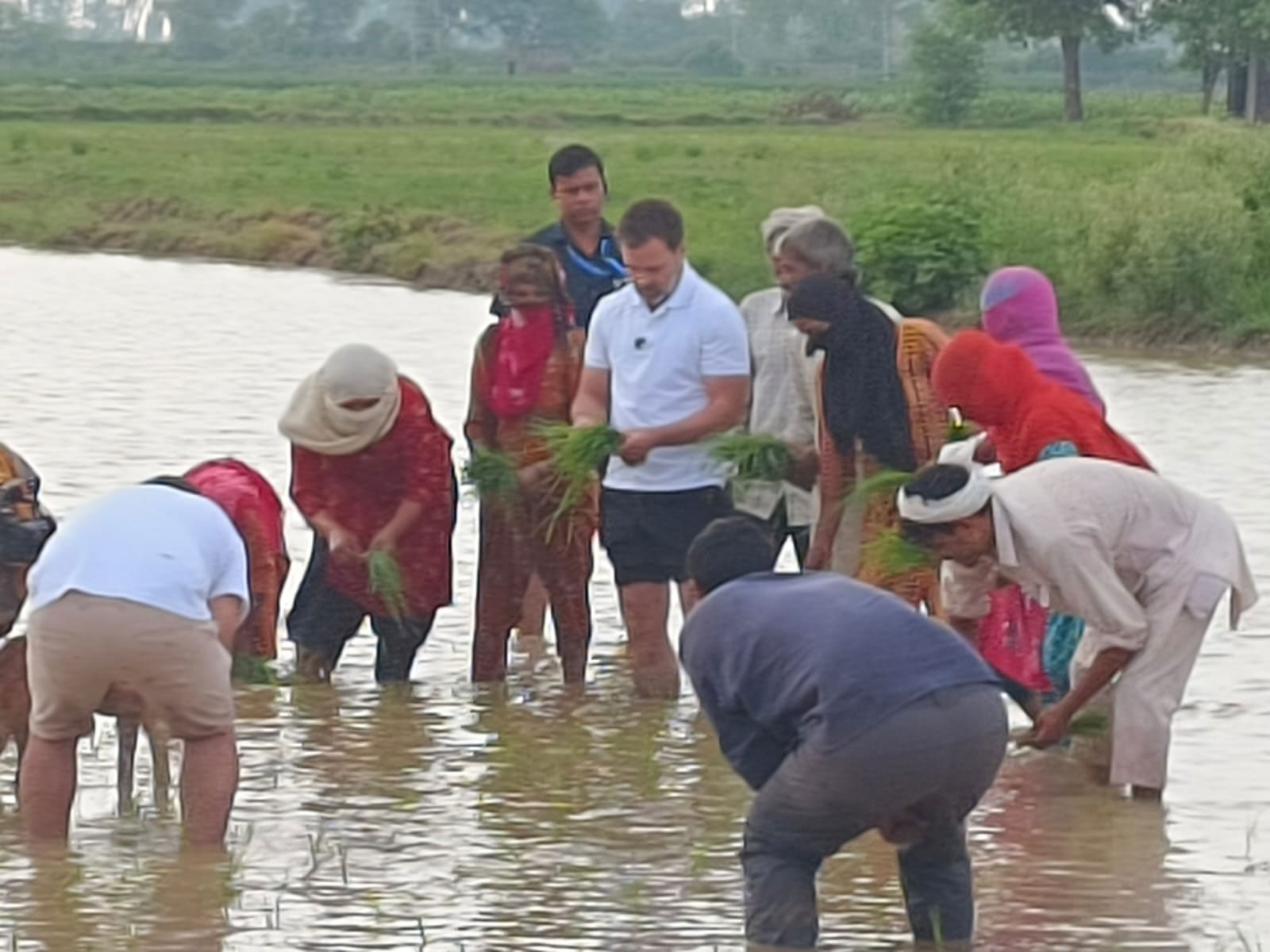  Rahul Gandhi Ne Sonipat Mein Dhaan Lagai