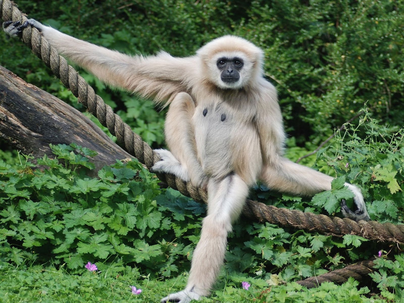 Gibbon Langur 