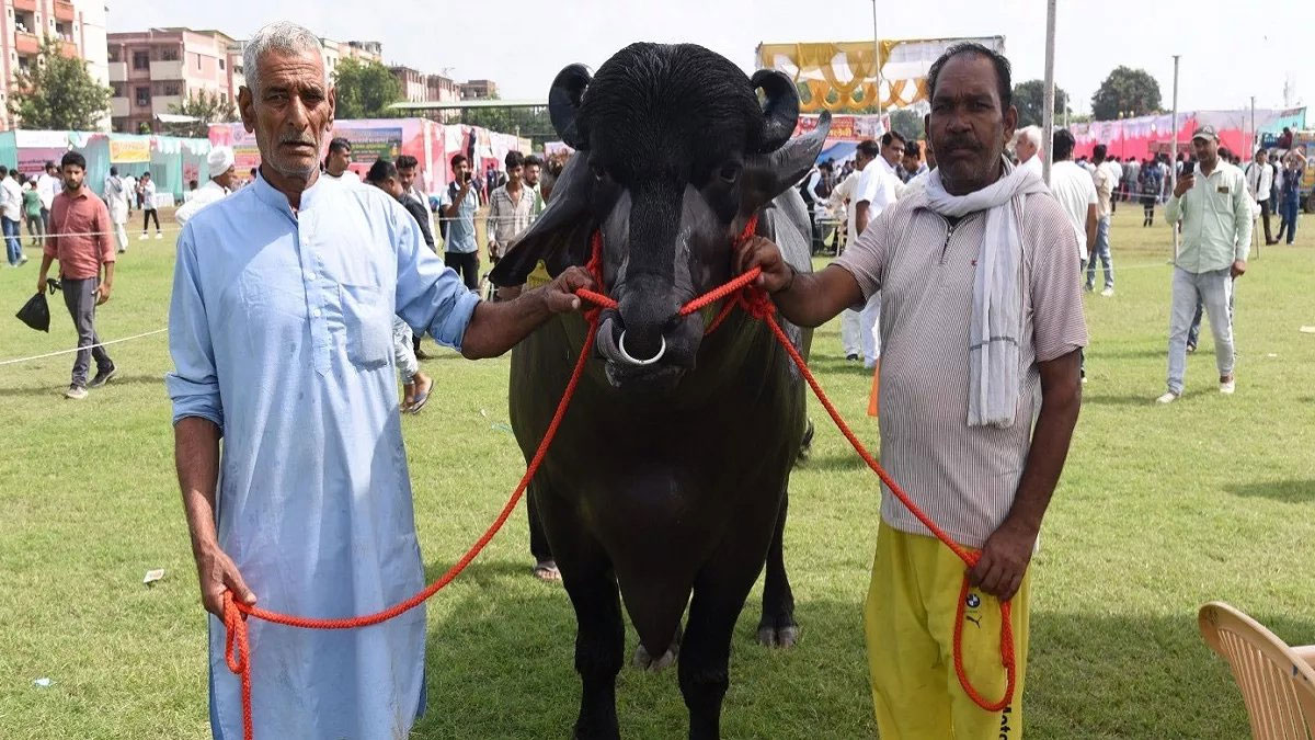 Vidhayak Buffalo Worth 8 Crore Rupees, Eat Cashews and Almonds Daily