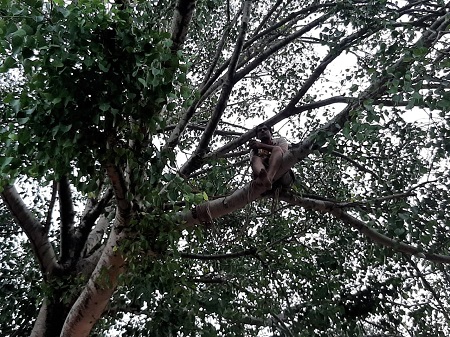 सुभाष नगर स्थित  बालाजी मंदिर तोड़ने की सूचना पर मचा हड़कंप