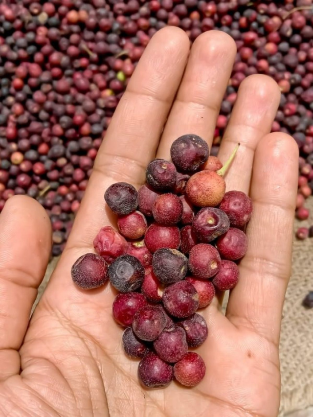 रोज़ाना फालसा खाने के फायदे
