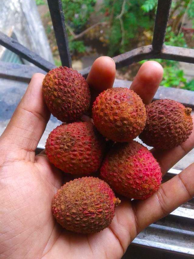 लीची खाने के है बेहतरीन फायदे