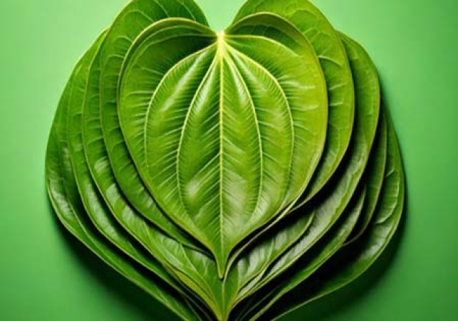 Benefits of betel leaf