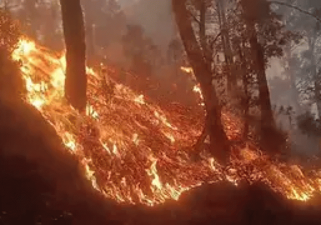 Forest fires rage in Uttarakhand