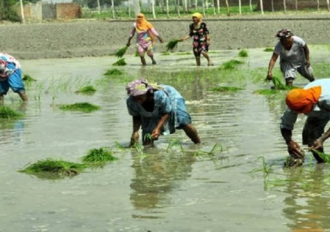 Heatwave Delays Paddy Sowing in Punjab as Labour Costs Rise