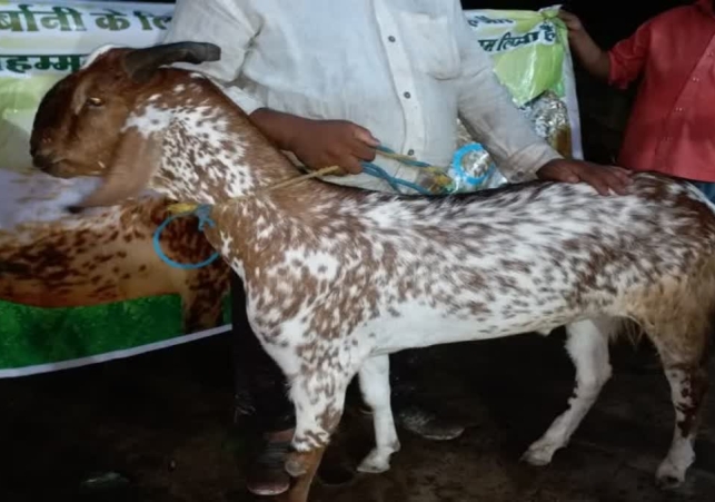 Morocco On Eid Al Adha Celebrations