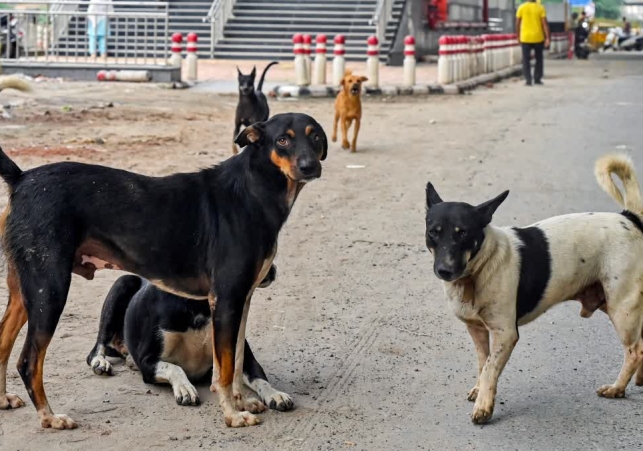 Supreme Court Verdict On Stray Dogs