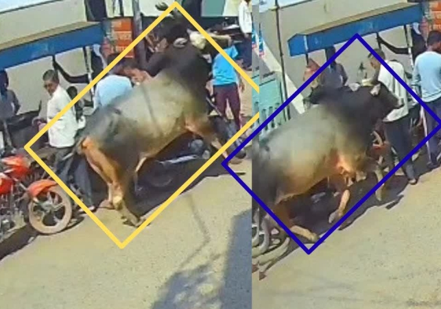 Bull terrorizes Aligarh