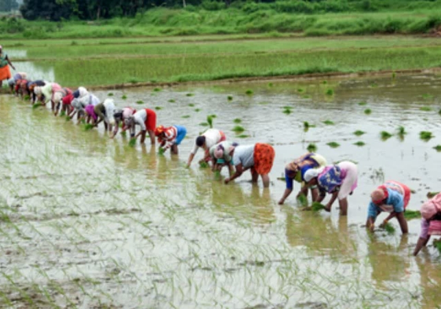 El Nino Effect Kharif Sowing 2026