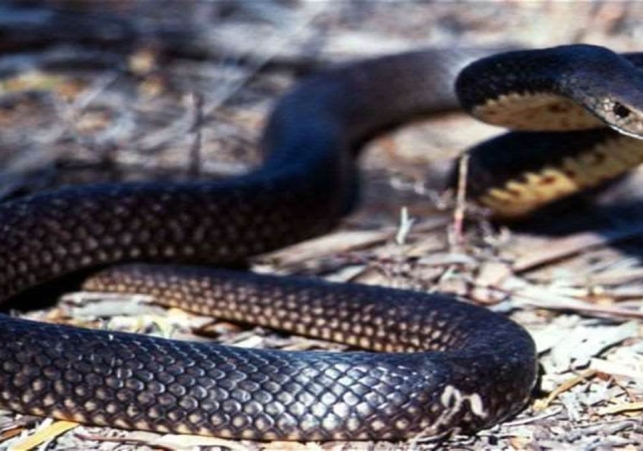 Snakes Bites Three People