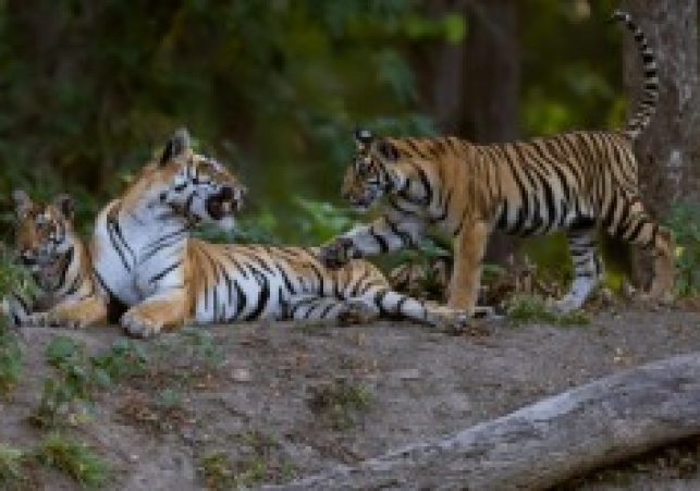 Kanha Tiger Reserve: Mobile Towers Approved to Aid Anti-Naxal Efforts