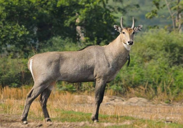 Nilgai's Child was Brutally Killed