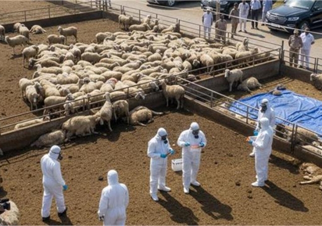 170 भेड़ों की मौत