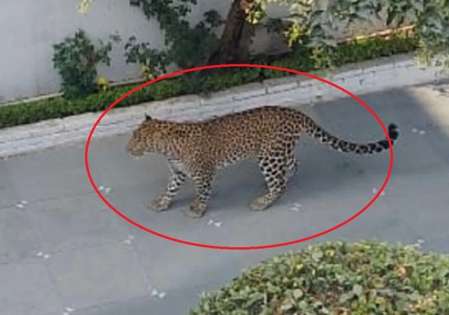 Leopard Wreaked Havoc in Panchkula