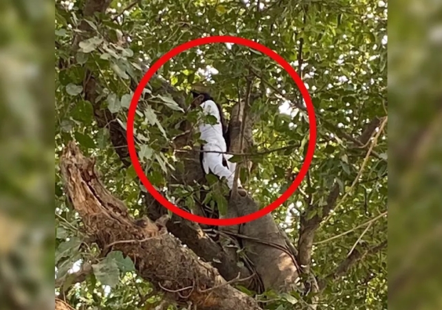 Girl Climbed Tree to Commit Suicide