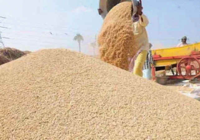 UP Wheat Procurement 2026-27: Surge Follows Relaxation of Standards