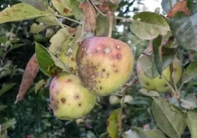 Fungal Outbreak Hits Himachal Apple Orchards After Heavy Rain