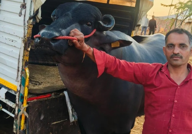 Haryana Kuber Buffalo specialty