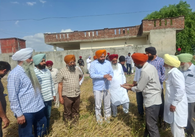 Crops Devastated by Heavy Rains and Hailstorm