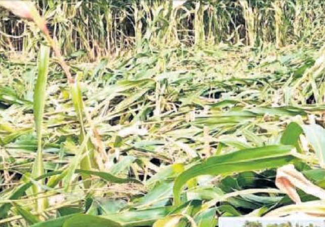 Agricultural and Horticultural Crops Damaged