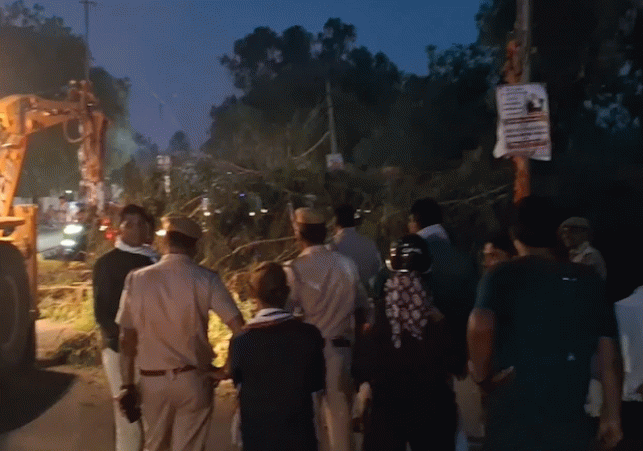 Major Accident in Bundi: Massive Eucalyptus Tree Falls on Traffic Signal