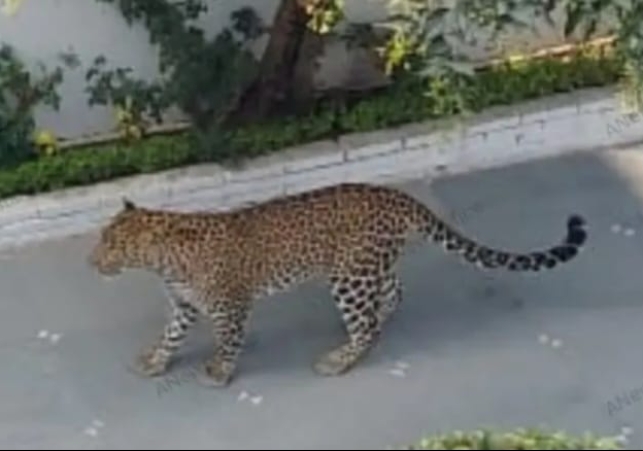 Leopard Entered a Residential Area