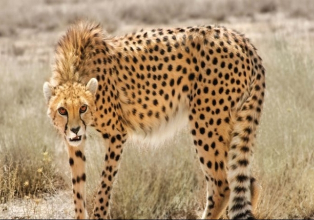 African Cheetahs Entry In Kuno National Park MP