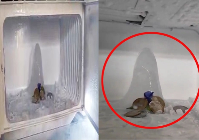 Agra Ice Shivaling in Fridge People Worshipping Viral Video